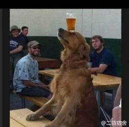 二狗爆料冥想视频,冥想视频背后的神秘力量 第3张 二狗爆料冥想视频,冥想视频背后的神秘力量 第3张