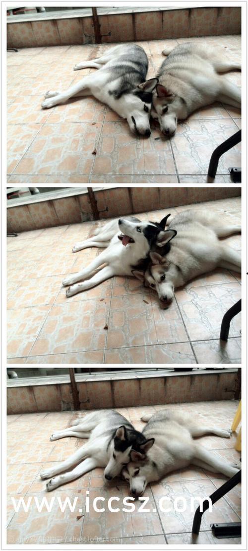 天牛起飞爆料视频大全,揭秘神秘生物的空中奇观 第3张 天牛起飞爆料视频大全,揭秘神秘生物的空中奇观 第3张