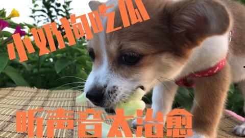 娱乐吃瓜酱送小狗,暖心情怀传递爱心瞬间