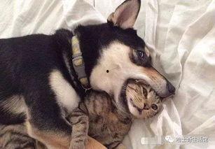 郑州爆料猫咪事件视频,爱心救助引发网友热议 第1张 郑州爆料猫咪事件视频,爱心救助引发网友热议 第1张